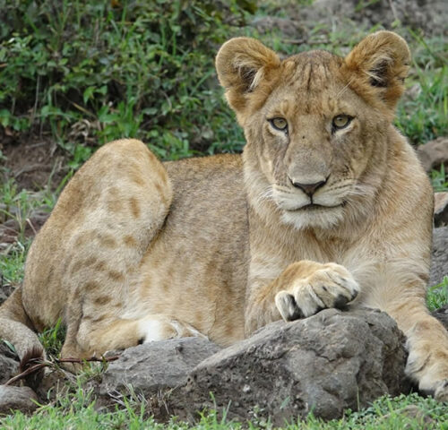 5 Days Wildlife Safari Adventure in Kenya