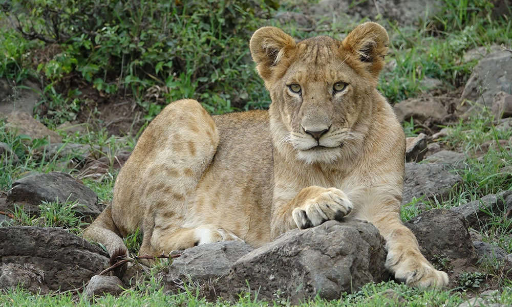 5 Days Wildlife Safari Adventure in Kenya