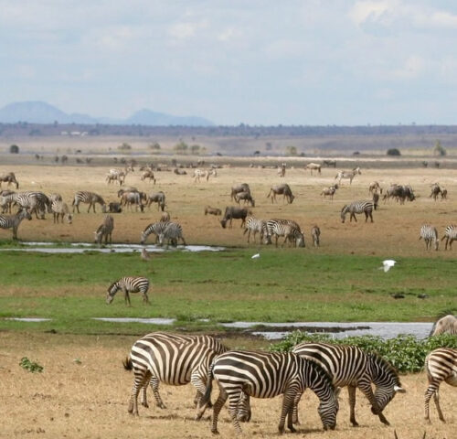 3 Days Masai Mara Wildlife Safari