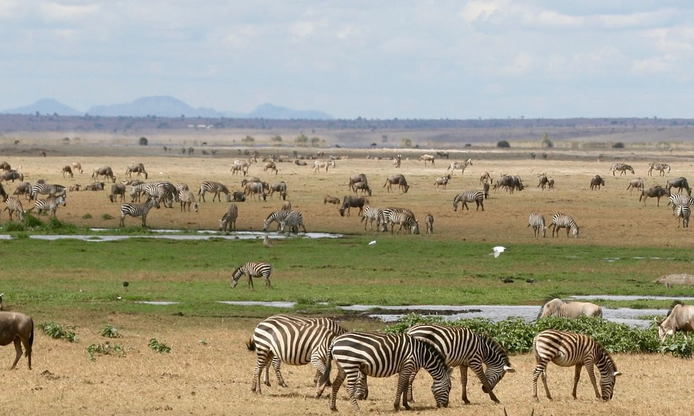 3 Days Masai Mara Wildlife Safari