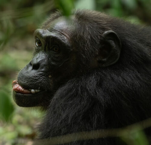 6 Days Uganda Chimpanzee Tracking Tour