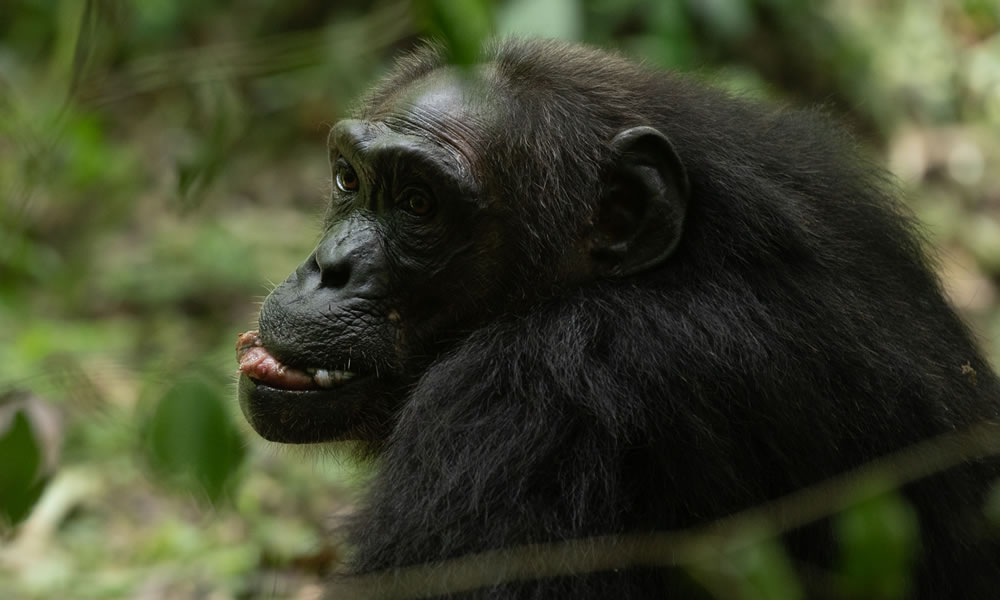 6 Days Uganda Chimpanzee Tracking Tour