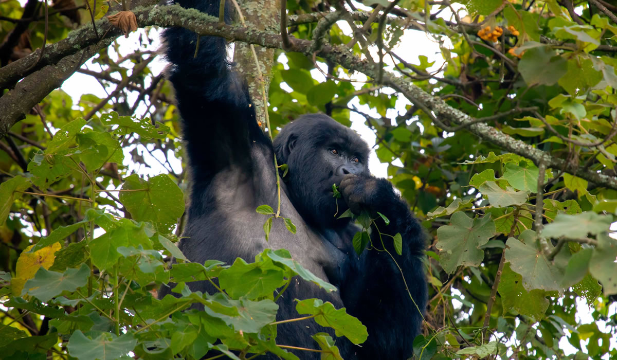 How to Trek Rwanda Gorillas on a Budget