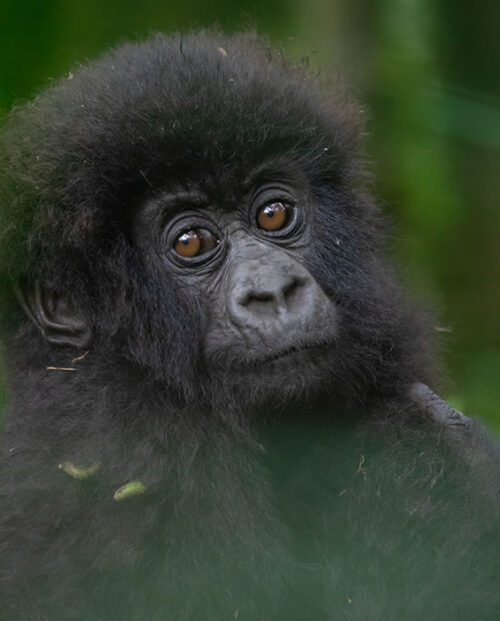 Gorilla Trekking and Safaris, Gorilla Trekking in Rwanda