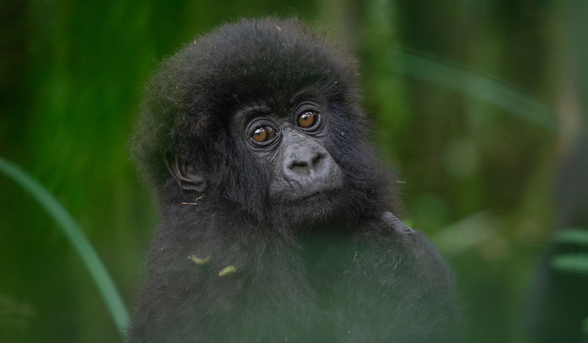 Gorilla Trekking and Safaris, Gorilla Trekking in Rwanda