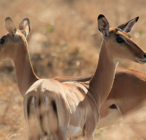 3 Days Wildlife Safari Tour in Tanzania