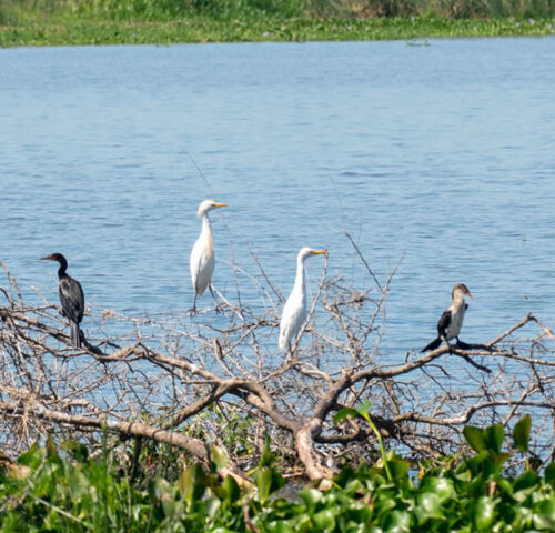 7 Days Uganda Bird Watching Expedition