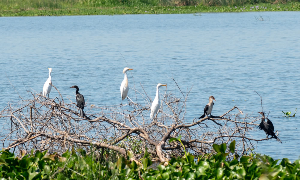 7 Days Uganda Bird Watching Expedition