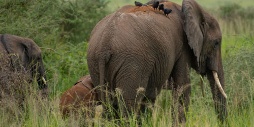 8 Days Best of Uganda Wildlife Safari Tour