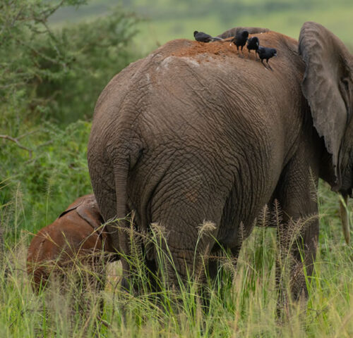 8 Days Best of Uganda Wildlife Safari Tour