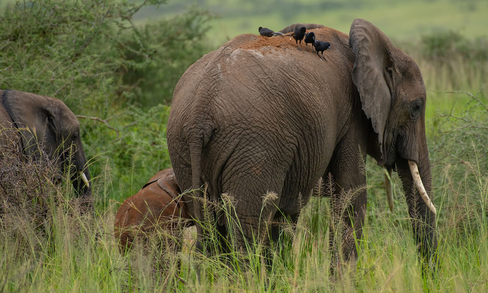 8 Days Best of Uganda Wildlife Safari Tour