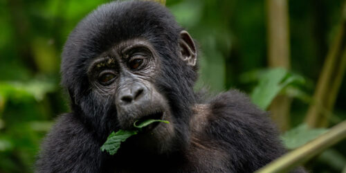 4 Days Primate Tracking Safari in Uganda