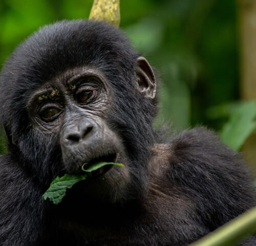 4 Days Primate Tracking Safari in Uganda