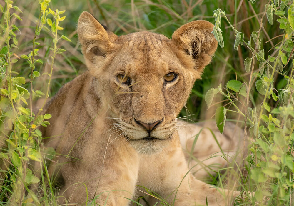 Uganda National Parks