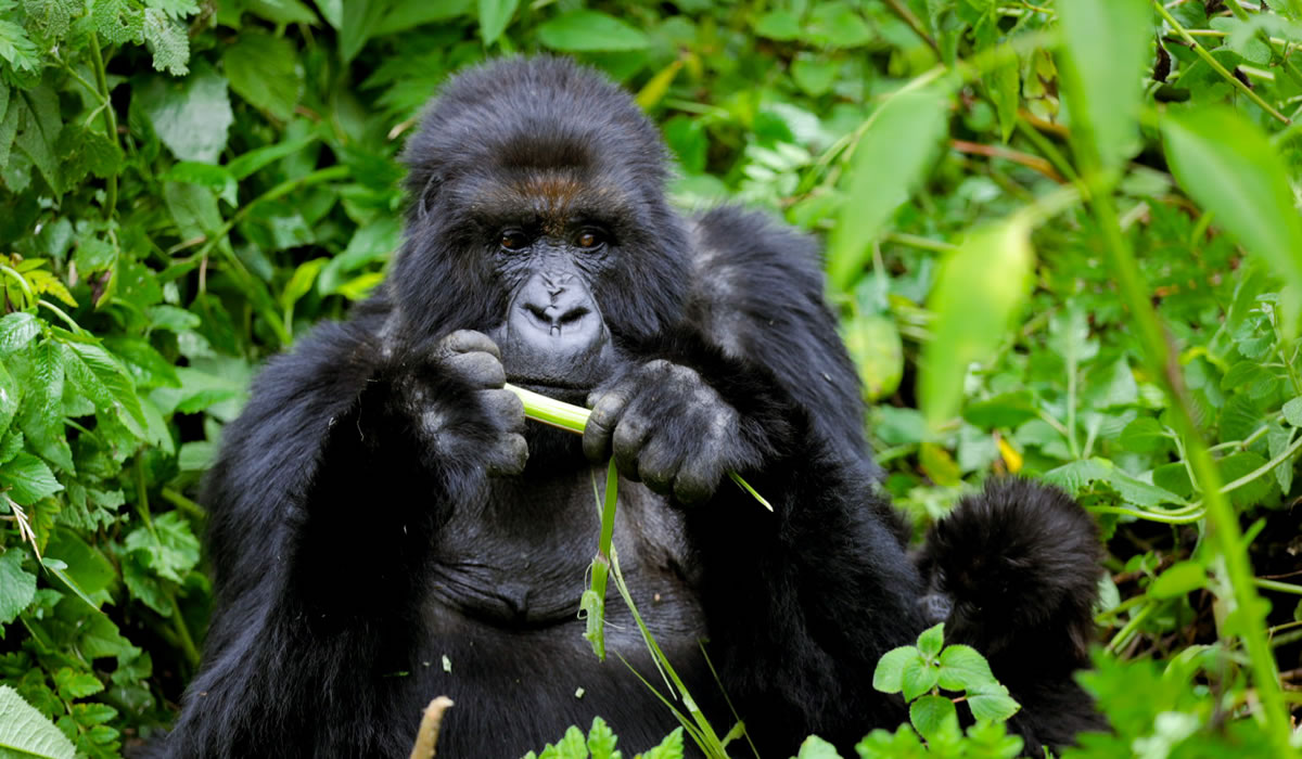 Best Time to Visit Rwanda for Gorilla Trekking