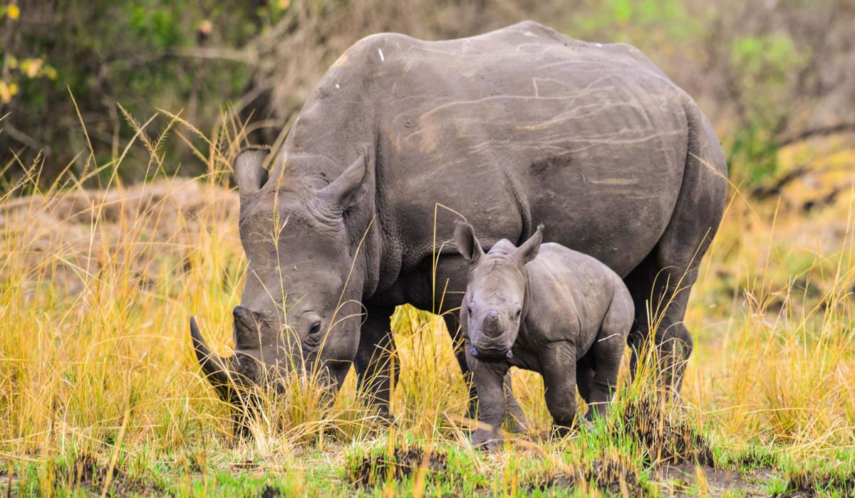 Tracking White Rhinos in Akagera National Park