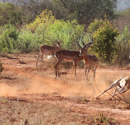 8 Days Kenya Wildlife Safari Tour