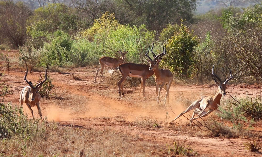 8 Days Kenya Wildlife Safari Tour