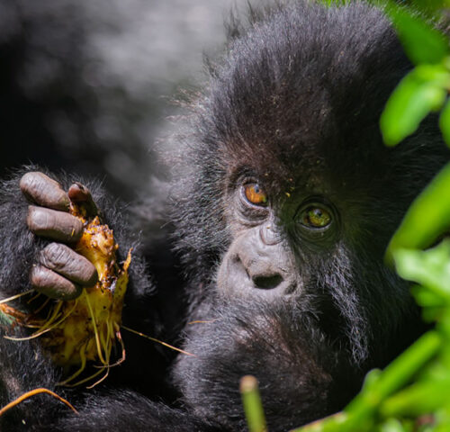 9 Days Best of Rwanda Wildlife Safari