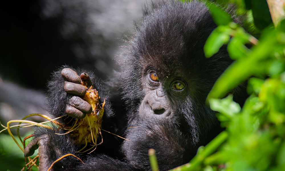 9 Days Best of Rwanda Wildlife Safari