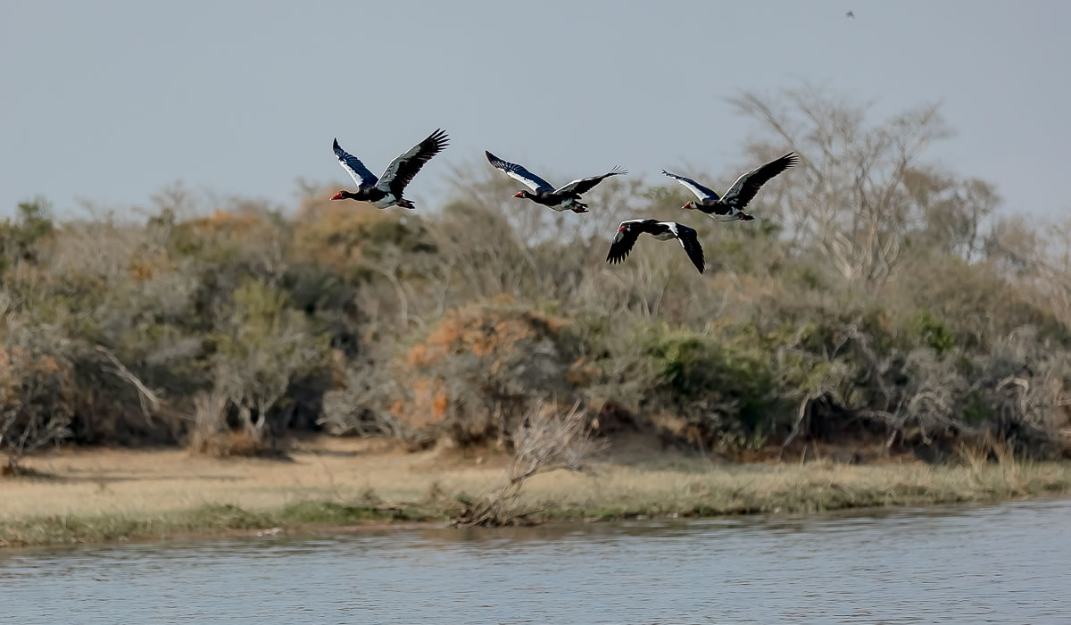 Birding Tours in Uganda