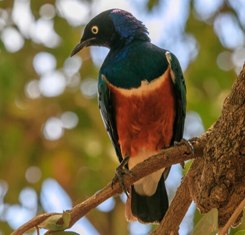 7 Days Bird Watching Safari in Kenya