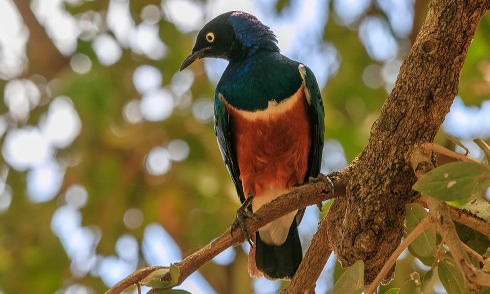 7 Days Bird Watching Safari in Kenya