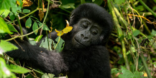 Bwindi Impenetrable National Park