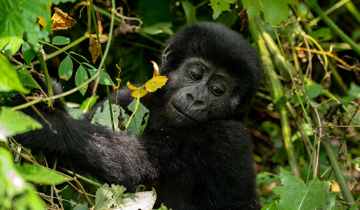 Bwindi Impenetrable National Park