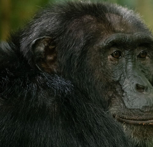 7 Days Uganda Primate Tracking Safari Tour