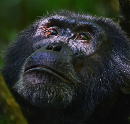 3 Days Nyungwe Forest Chimpanzee Tracking Tour