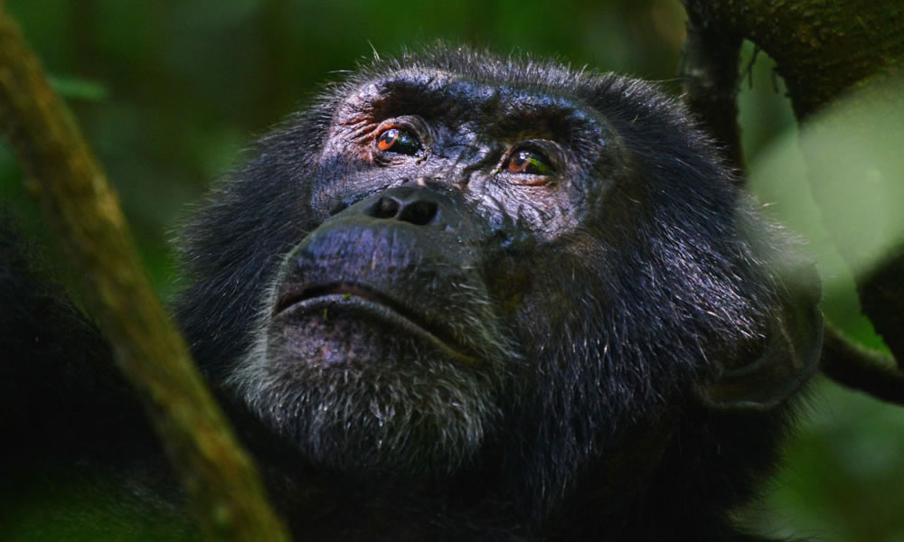 3 Days Nyungwe Forest Chimpanzee Tracking Tour