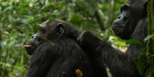 5 Days Gorilla and Chimpanzee Tracking Uganda Safari