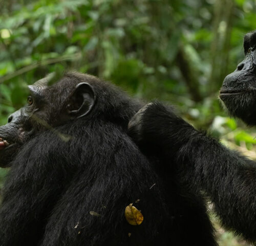 5 Days Gorilla and Chimpanzee Tracking Uganda Safari