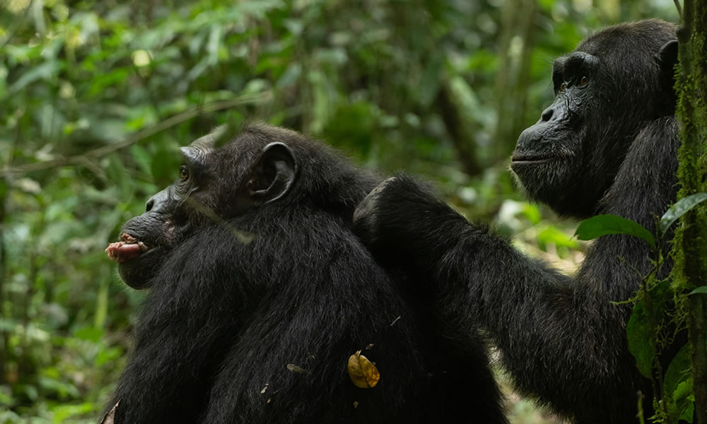 5 Days Gorilla and Chimpanzee Tracking Uganda Safari