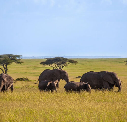 8 Days Big Five Wildlife Safari in Kenya