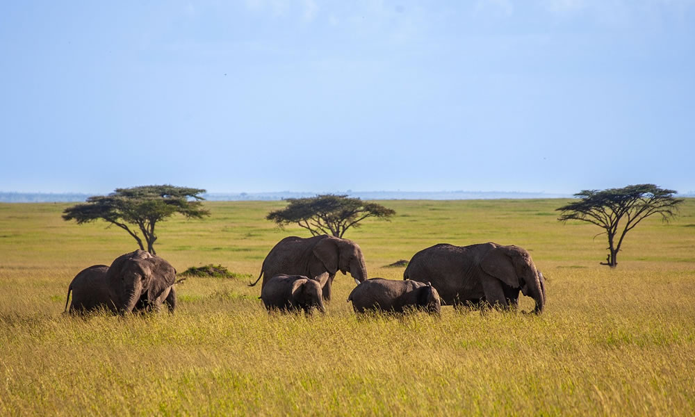 8 Days Big Five Wildlife Safari in Kenya