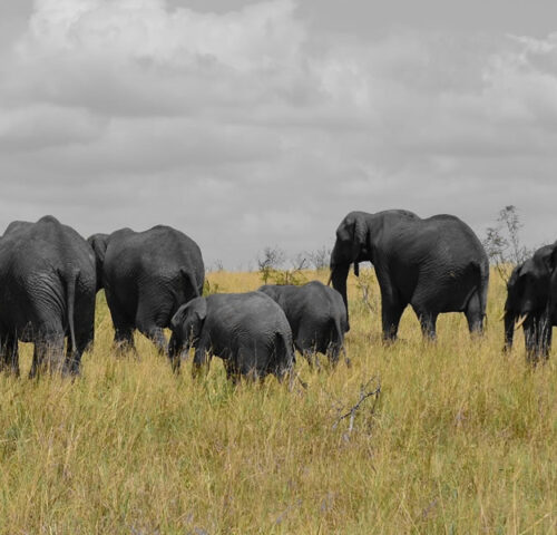 5 Days Tanzania Wildlife Safari Adventure