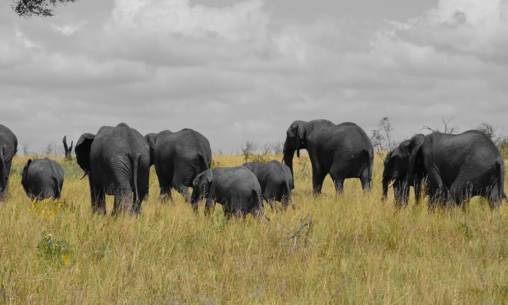 5 Days Tanzania Wildlife Safari Adventure