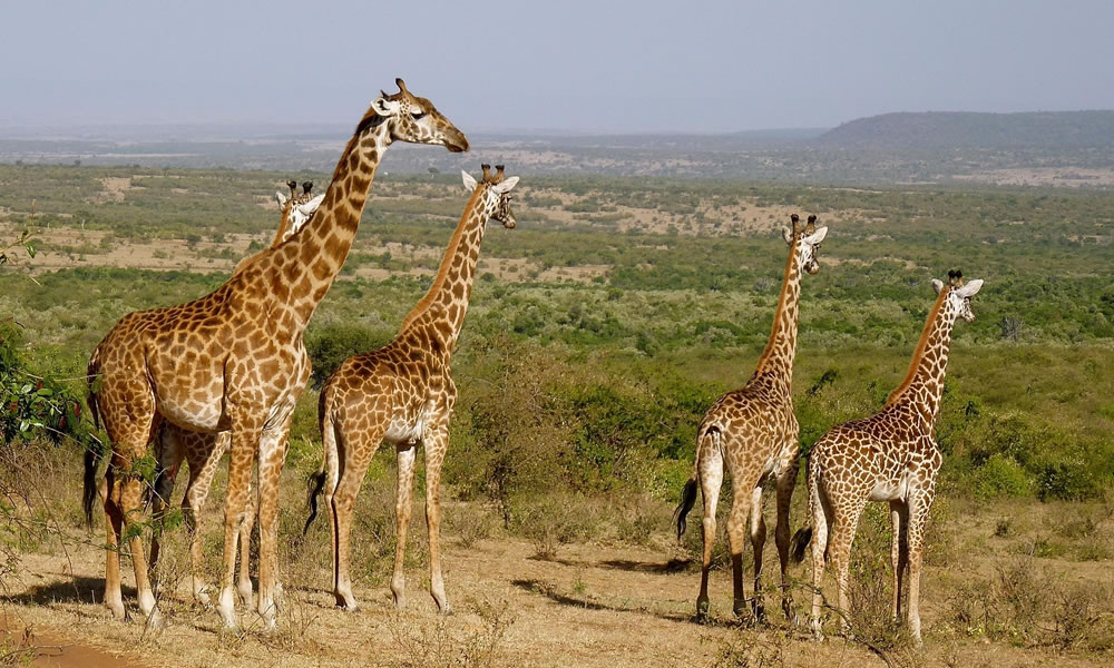 6 Days Wildlife Safari Adventure in Kenya