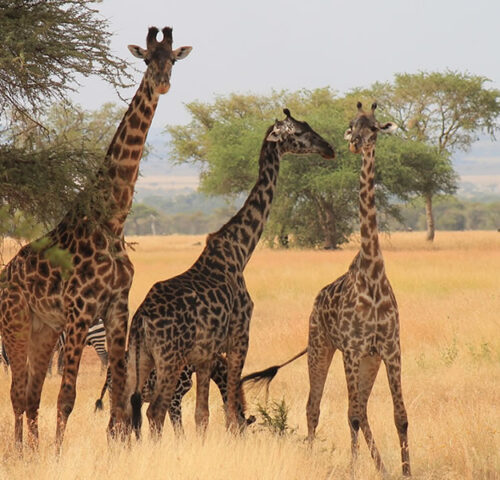 7 Days Wildlife Safari Adventure in Tanzania