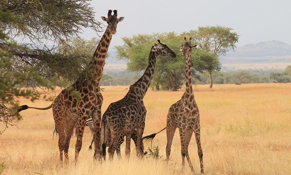 7 Days Wildlife Safari Adventure in Tanzania