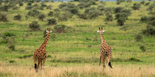 3 Days Uganda Safari to Murchison Falls National Park