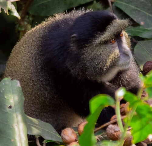 4 Days Primate Tracking Safari in Rwanda