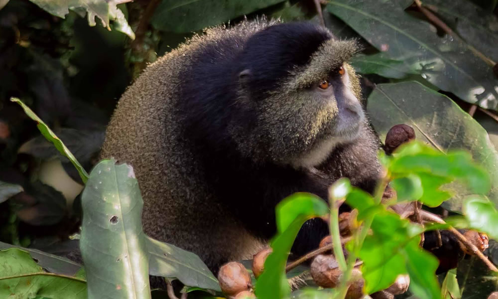 4 Days Primate Tracking Safari in Rwanda