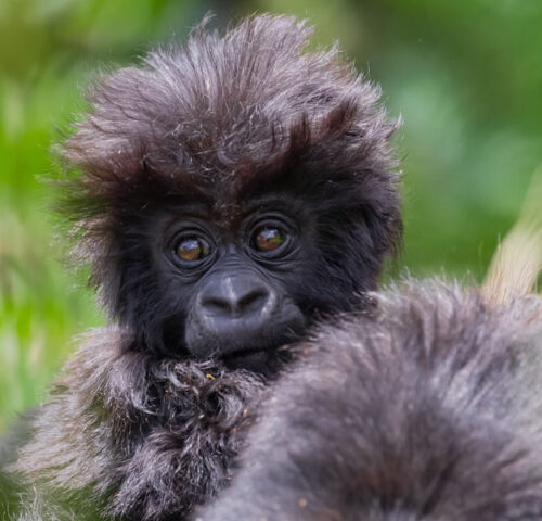 4 Days Rwanda Gorilla Trekking Tour