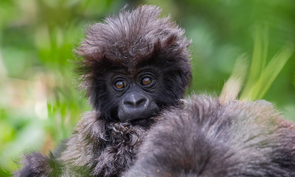 4 Days Rwanda Gorilla Trekking Tour