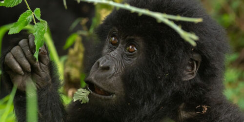 3 Days Uganda Gorilla Trekking Safari