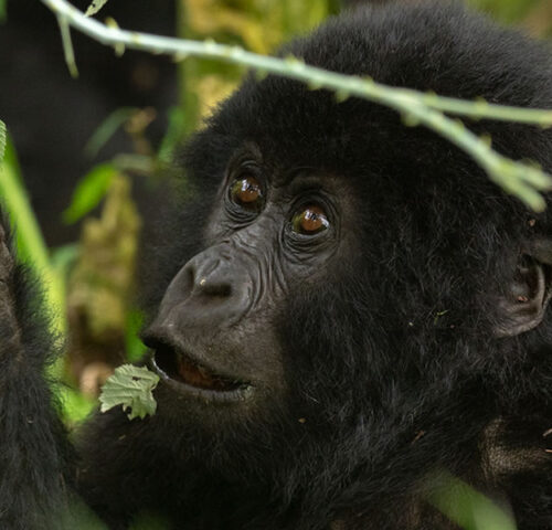 3 Days Uganda Gorilla Trekking Safari