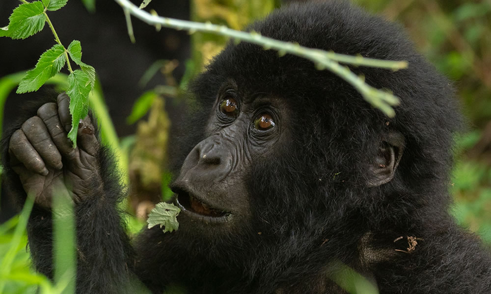 3 Days Uganda Gorilla Trekking Safari